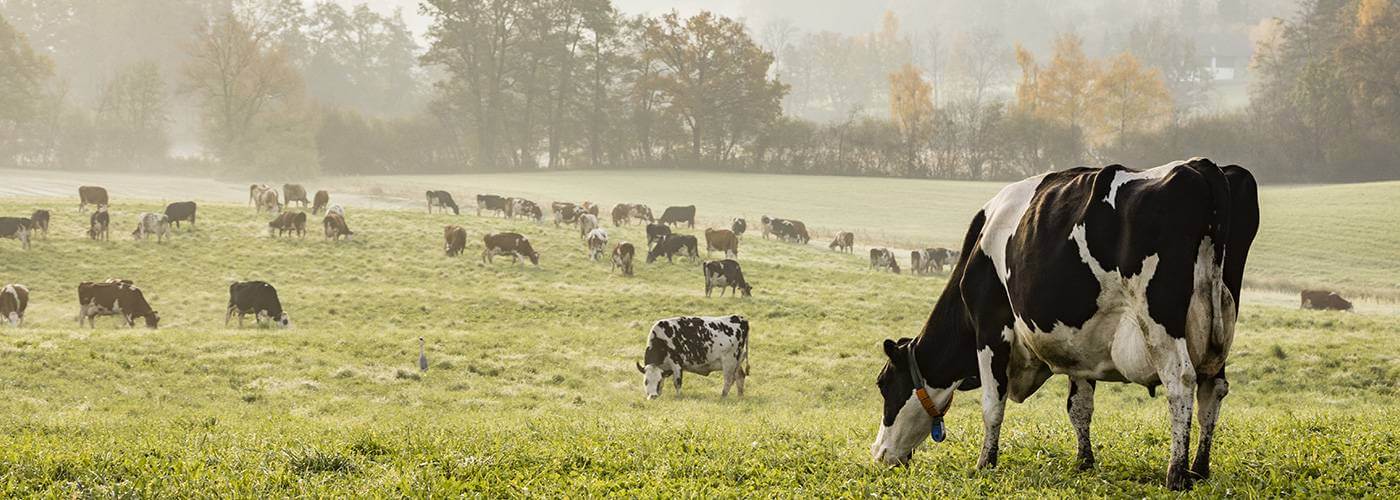 Yoplait Our History Cows Eating Grass